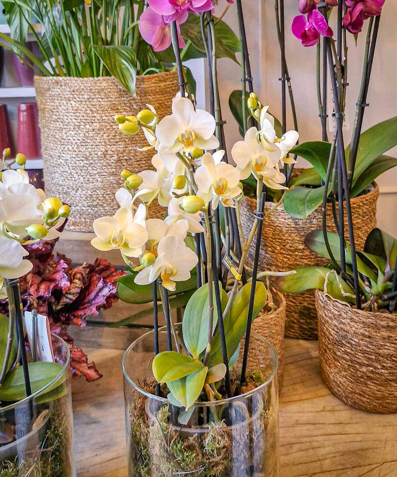 una buena iniciativa westwing home living — Mar de Flores