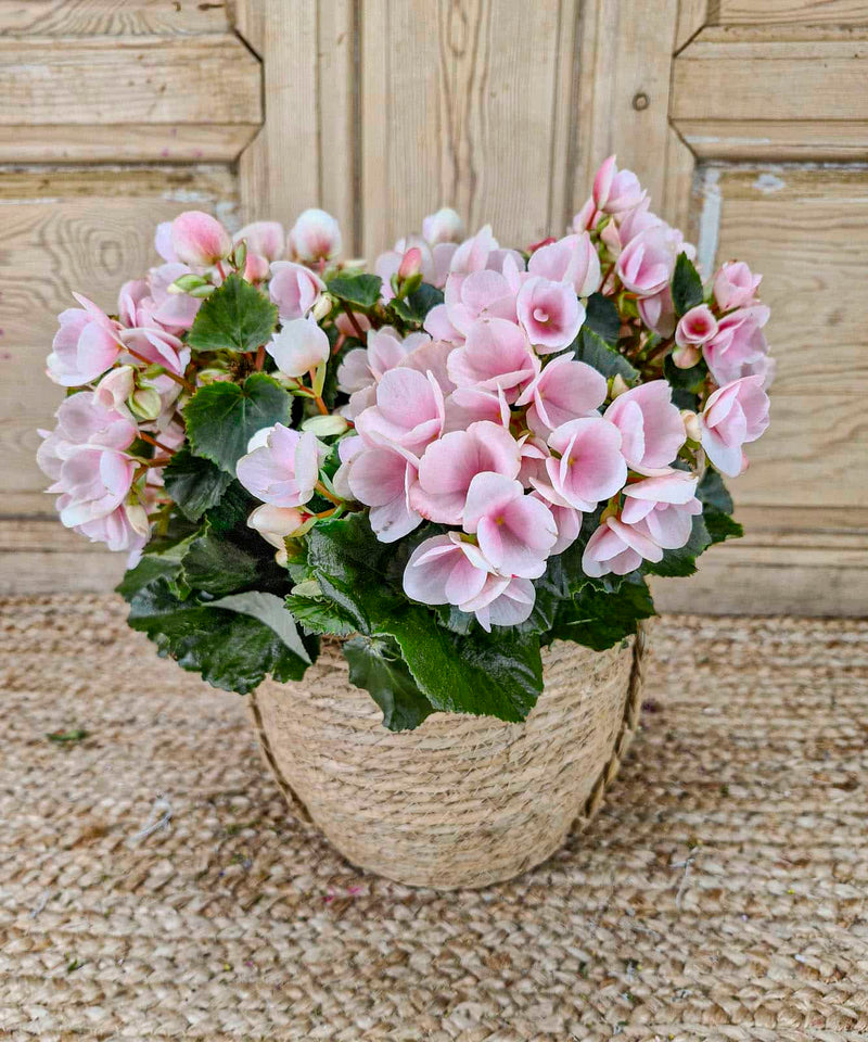 como hacer una diadema con flores preservadas — Mar de Flores