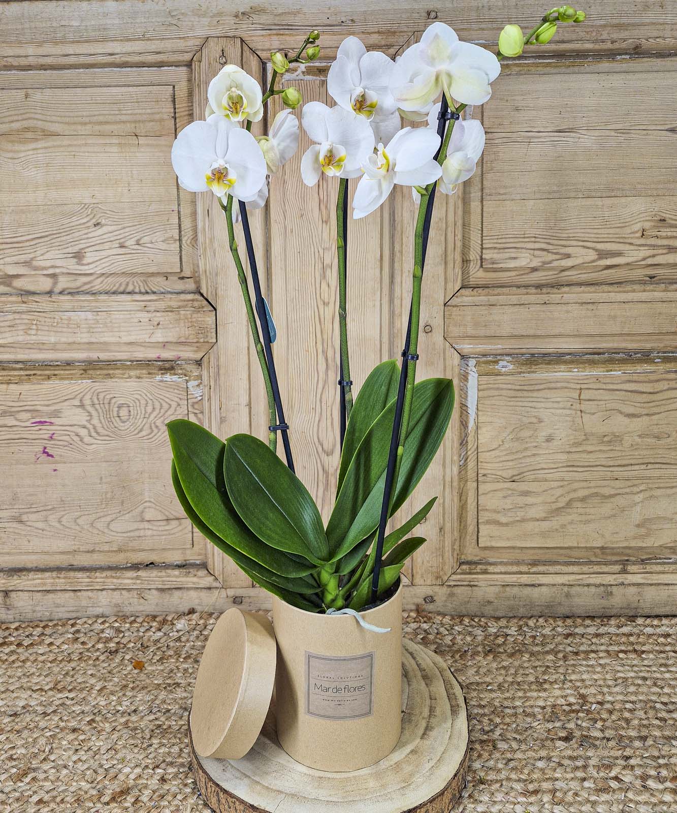 ramilletes para damitas — Mar de Flores