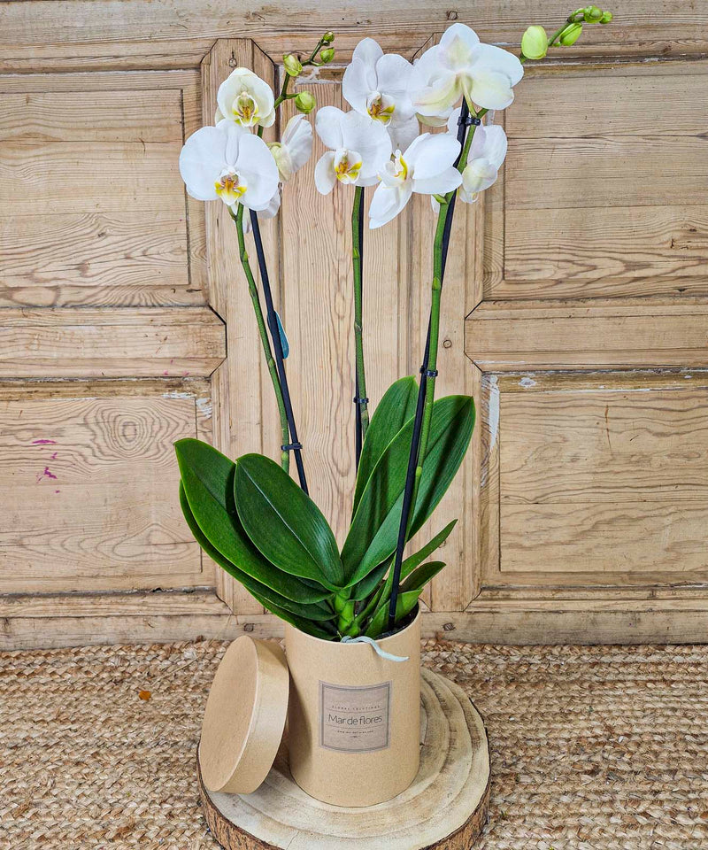 ramilletes para damitas — Mar de Flores