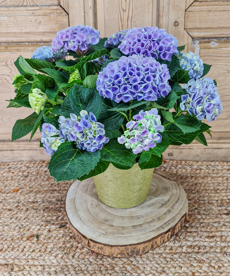 como enviar plantas a domicilio — Mar de Flores
