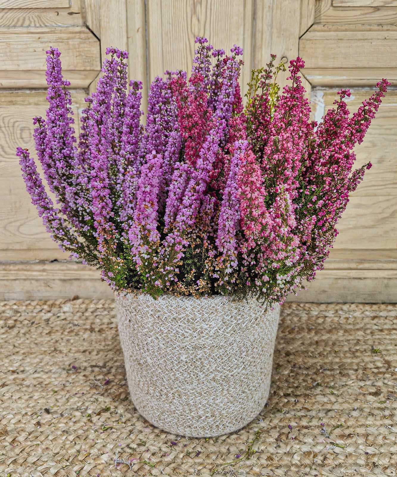 cuidados planta carnivora — Mar de Flores