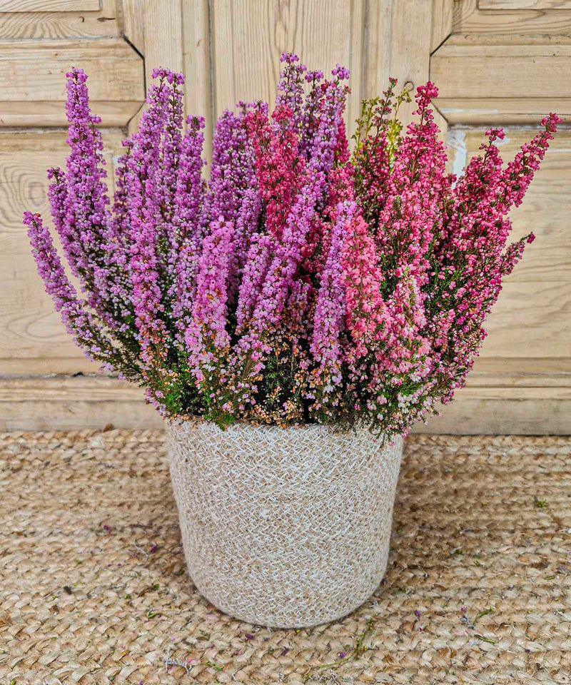 cuidados planta carnivora — Mar de Flores