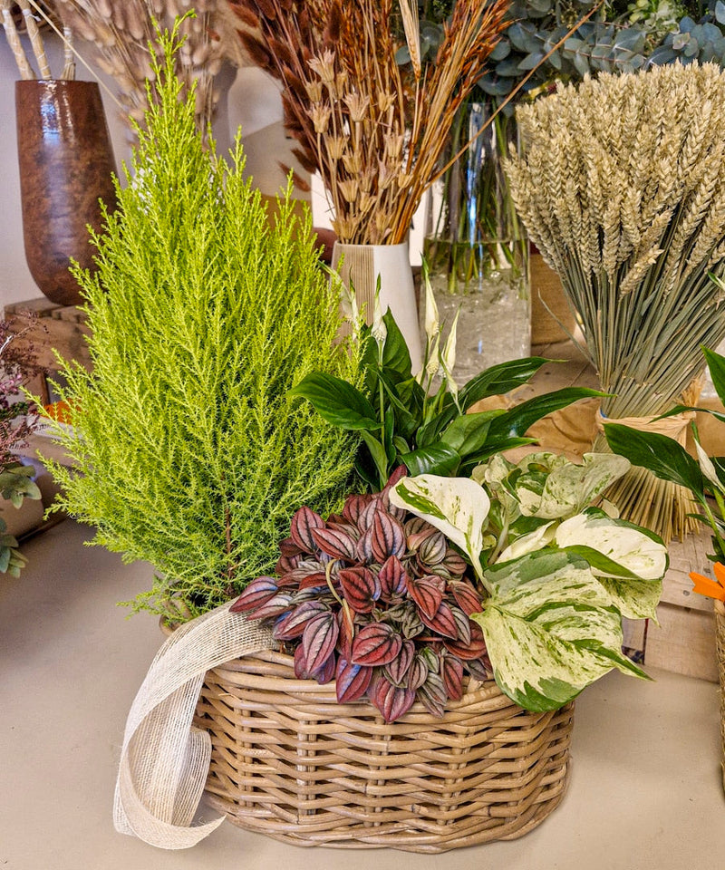 como mantener flores frescas recomendaciones y consejos utiles — Mar de Flores