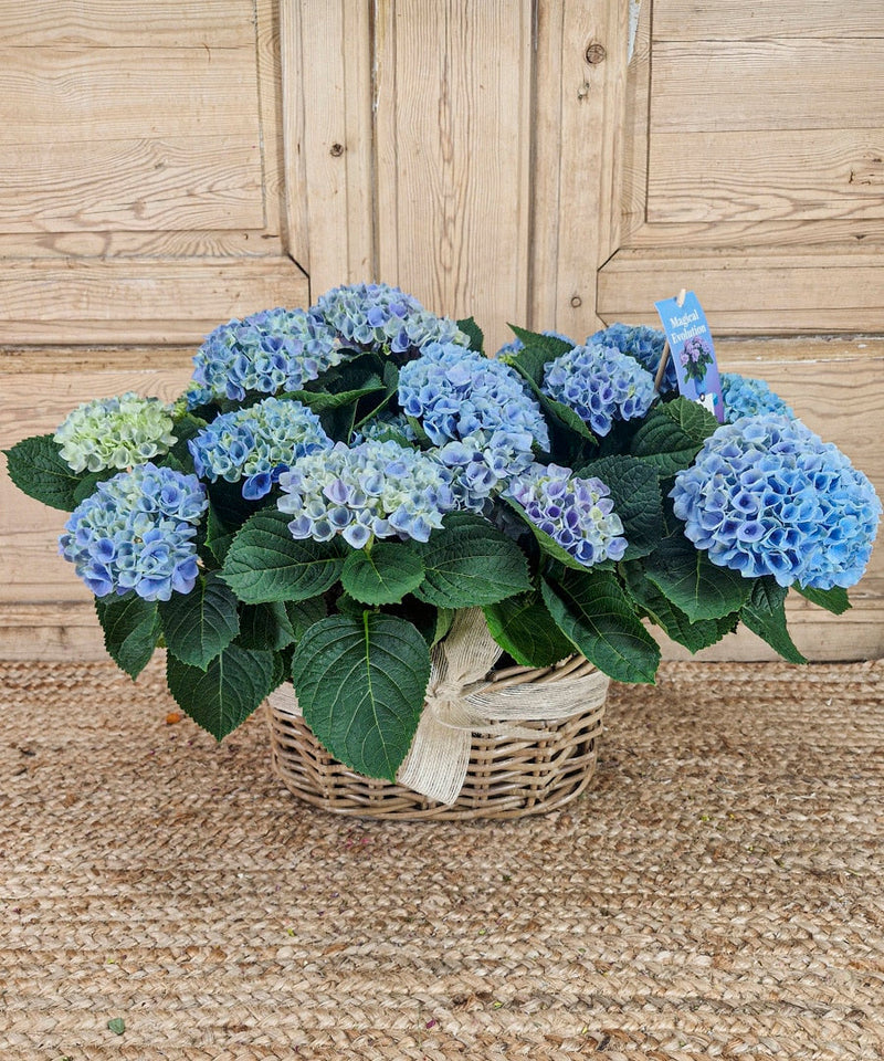 ideas de ramos de novia — Mar de Flores