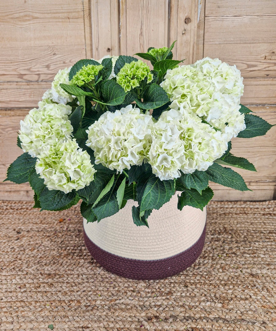 como cuidar una flor de pascua — Mar de Flores
