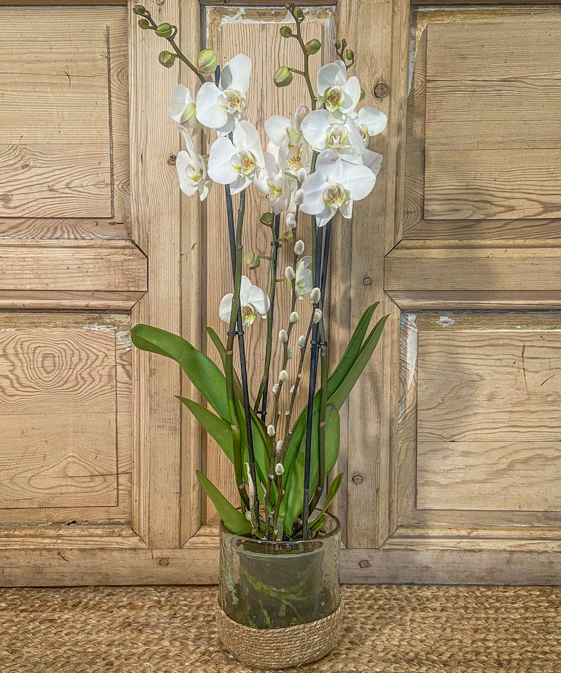 flores para el instituto juan march — Mar de Flores