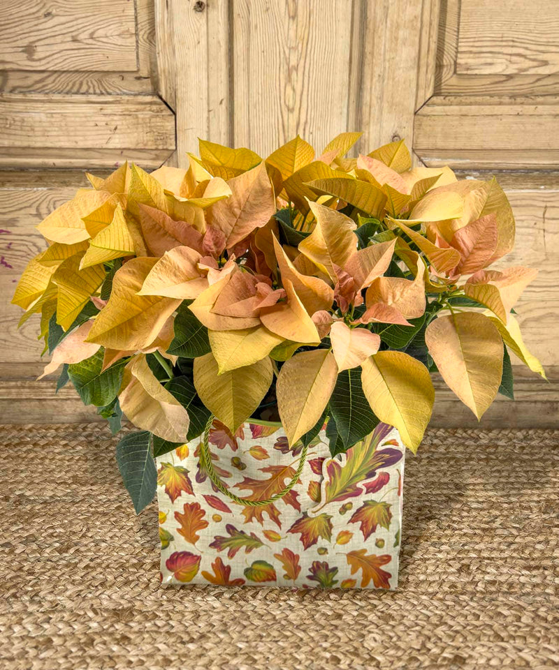 como hacer cuadros con flores preservadas — Mar de Flores