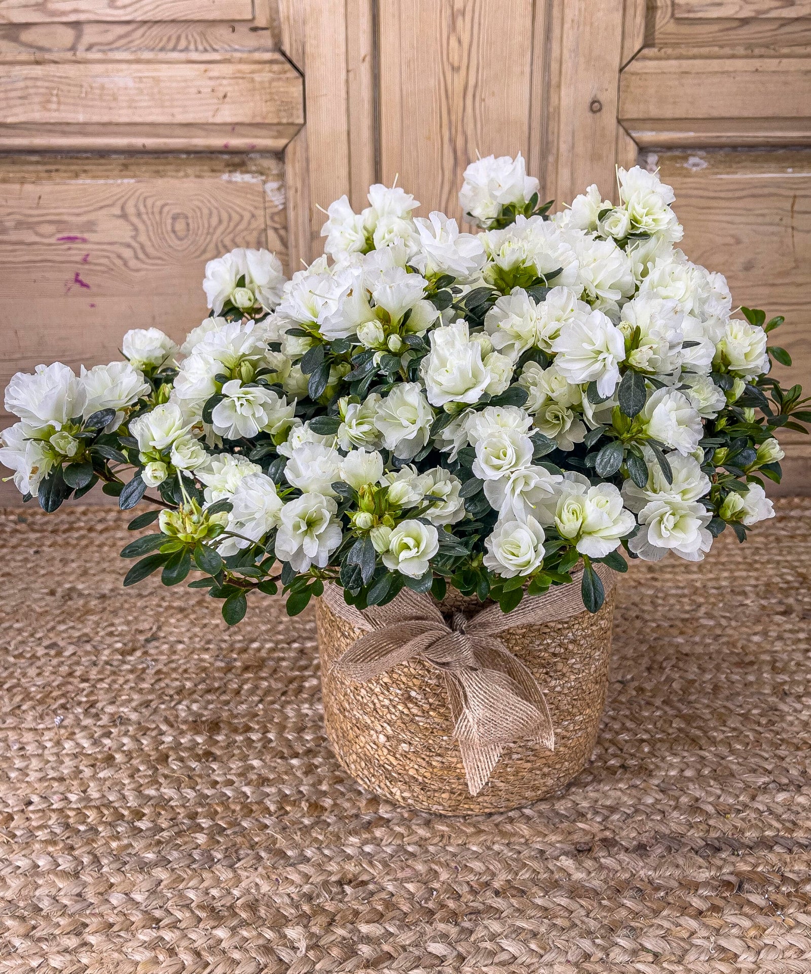 hortensias para ana — Mar de Flores
