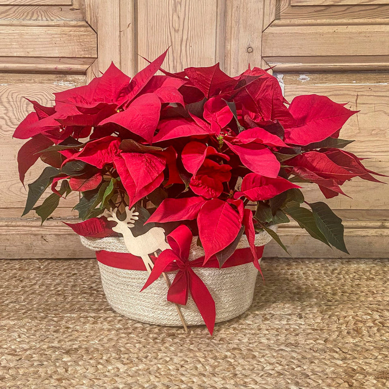 plantas que absorben humedad — Mar de Flores