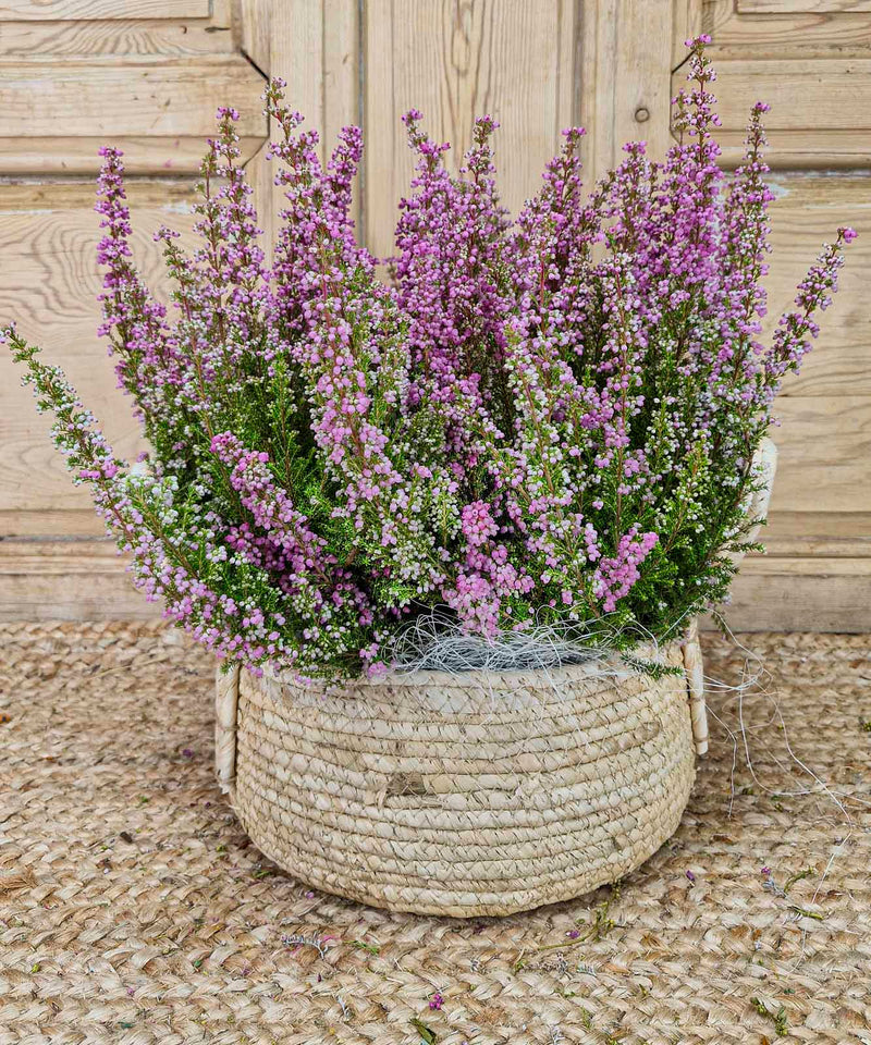 en la quinta de jarama — Mar de Flores