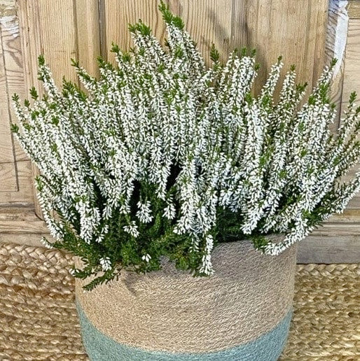 Cesta con brezos blancos.