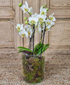 Dublín, Orquídea multifloral