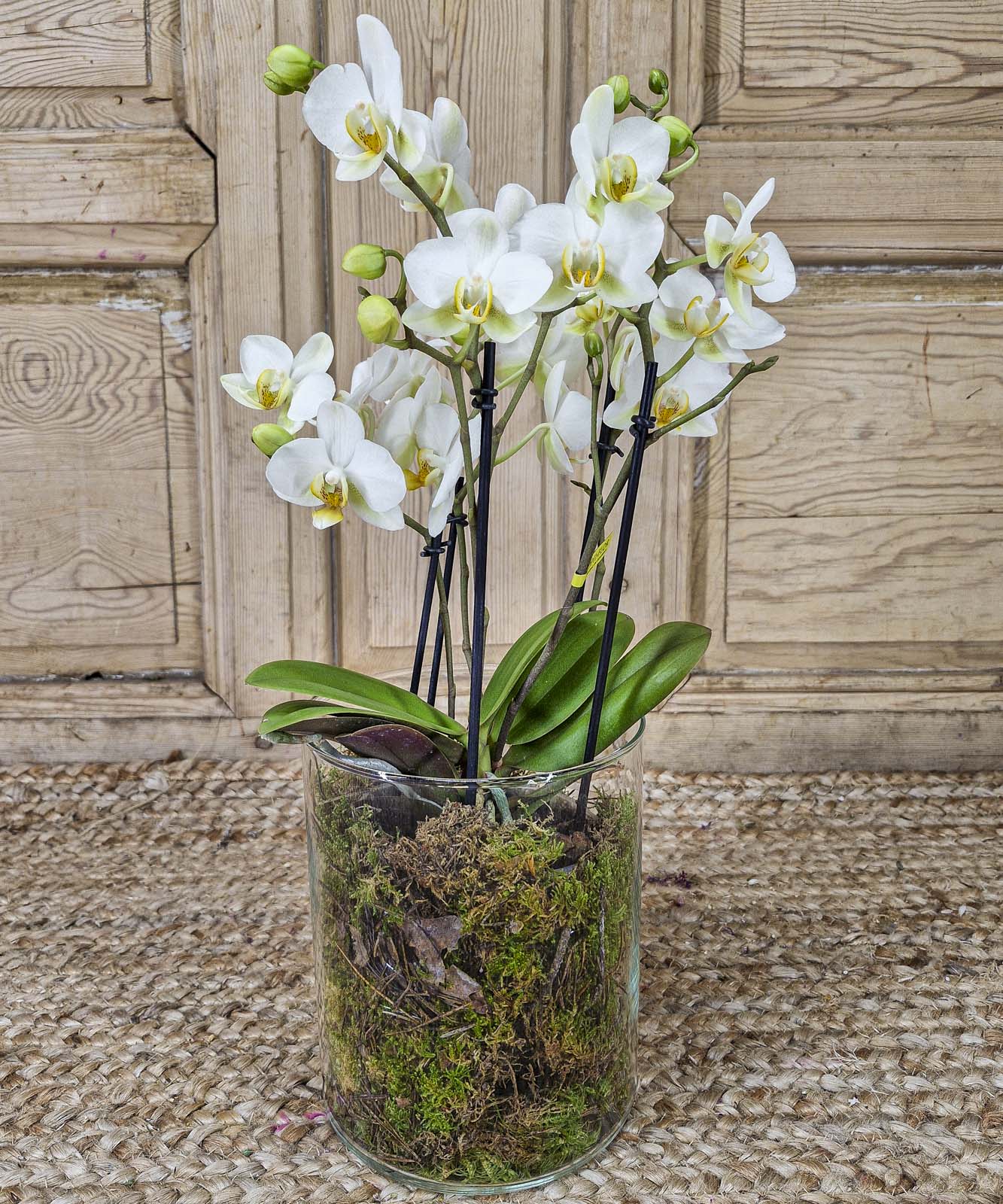 Dublín, Orquídea multifloral