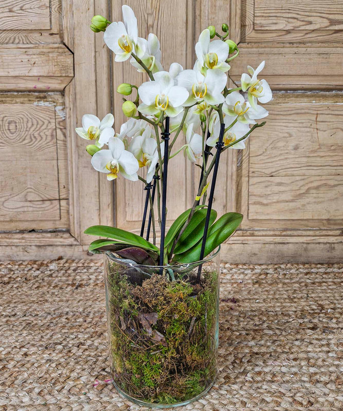 Flores de condolencias