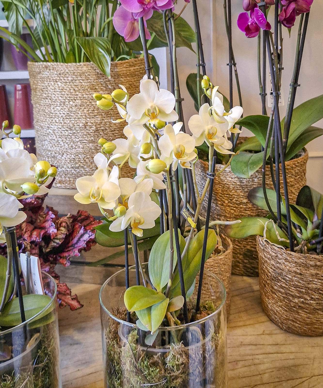 Dublín, Orquídea multifloral