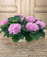 Lena, Hortensias