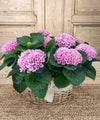 CUENCA, Hortensias Rosas