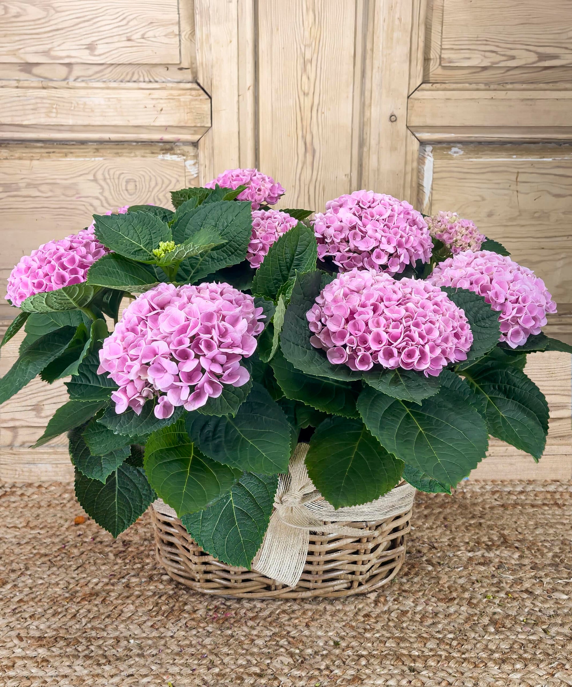 CUENCA, Hortensias Rosas