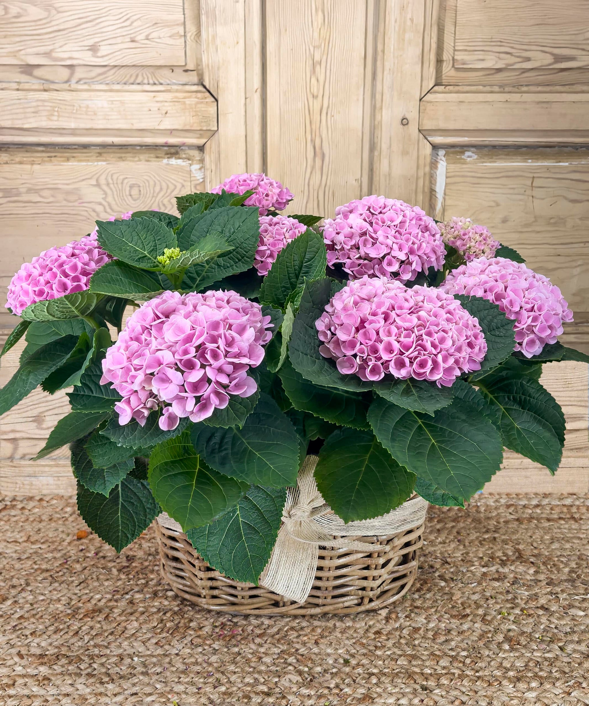 CUENCA, Hortensias Rosas