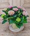 Lena, Hortensias