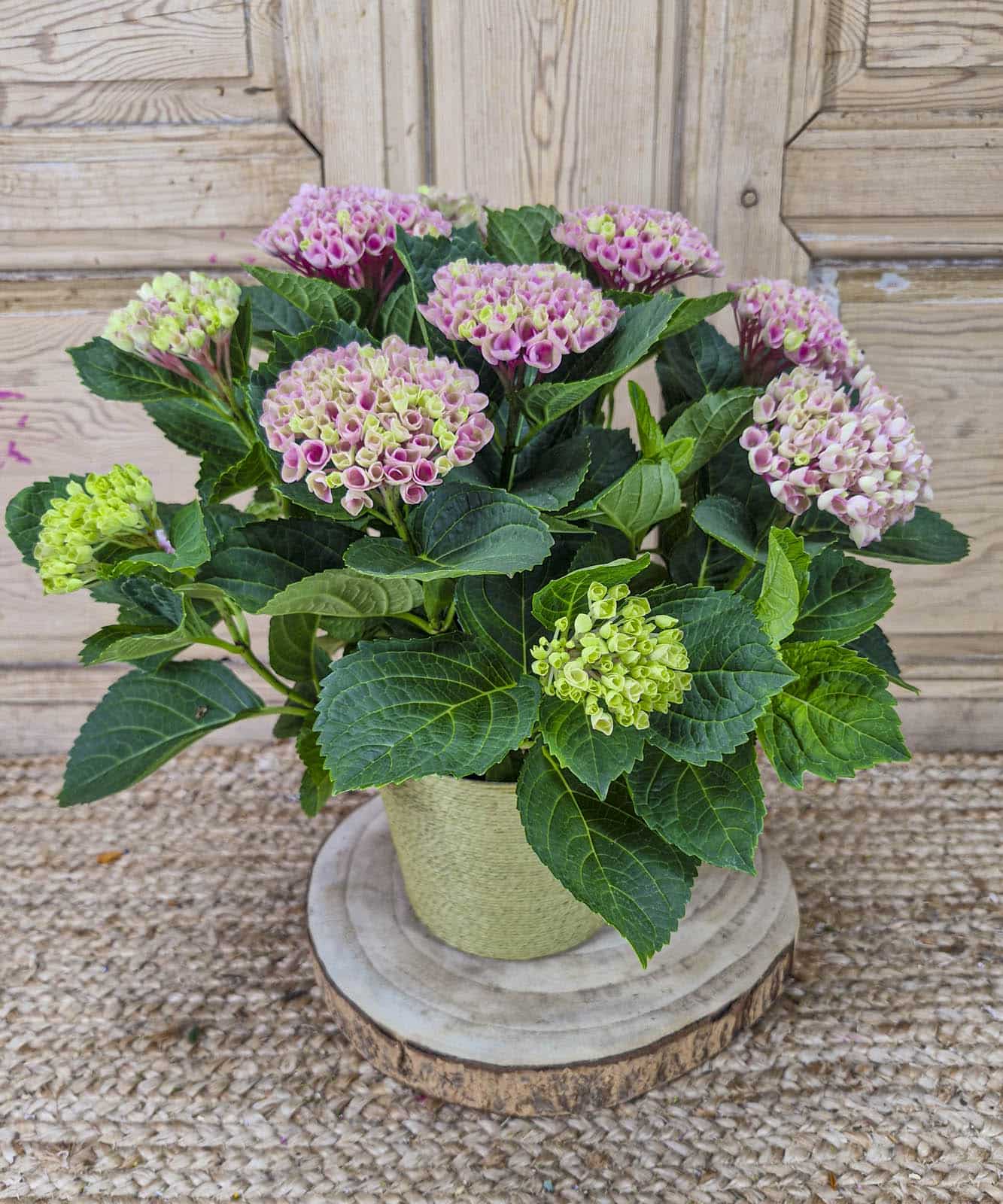 Lena, Hortensias