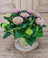 Lena, Hortensias