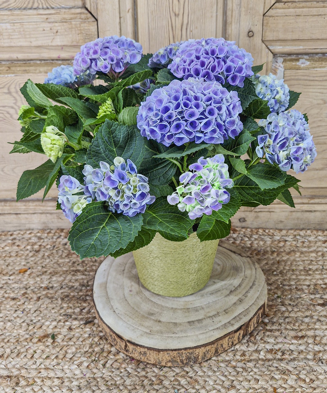 Alpes, Hortensias azules