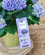 Alpes, Hortensias azules