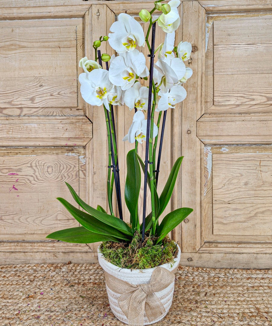 Reno, Orquídeas.