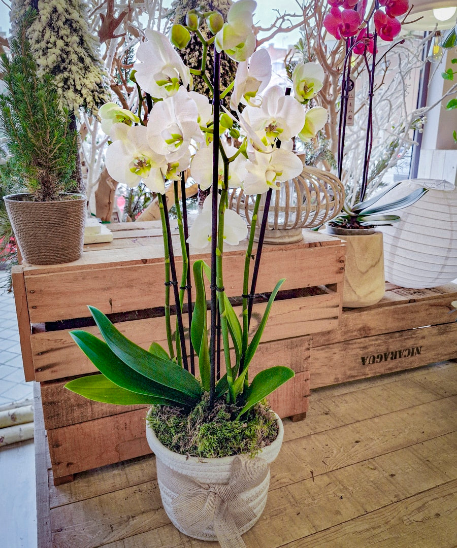 Reno, Orquídeas.