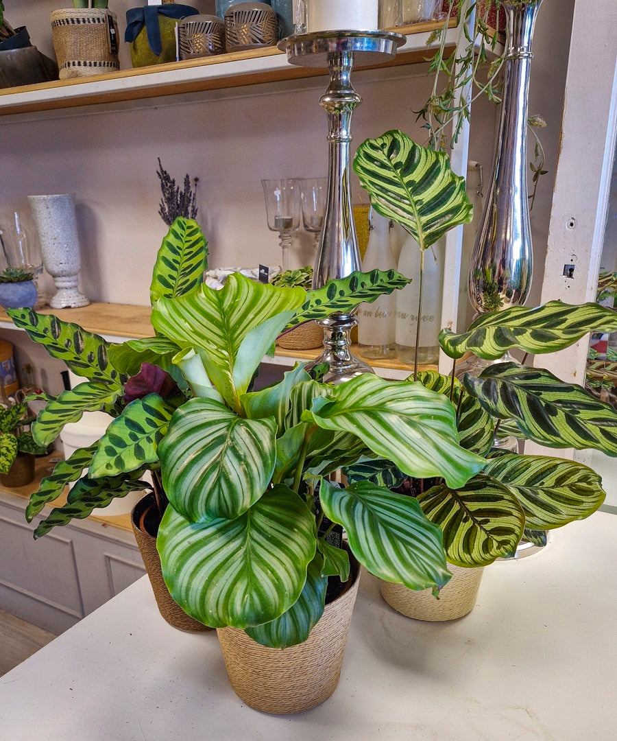 Calathea, plantas de interior.