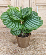 Calathea, plantas de interior.