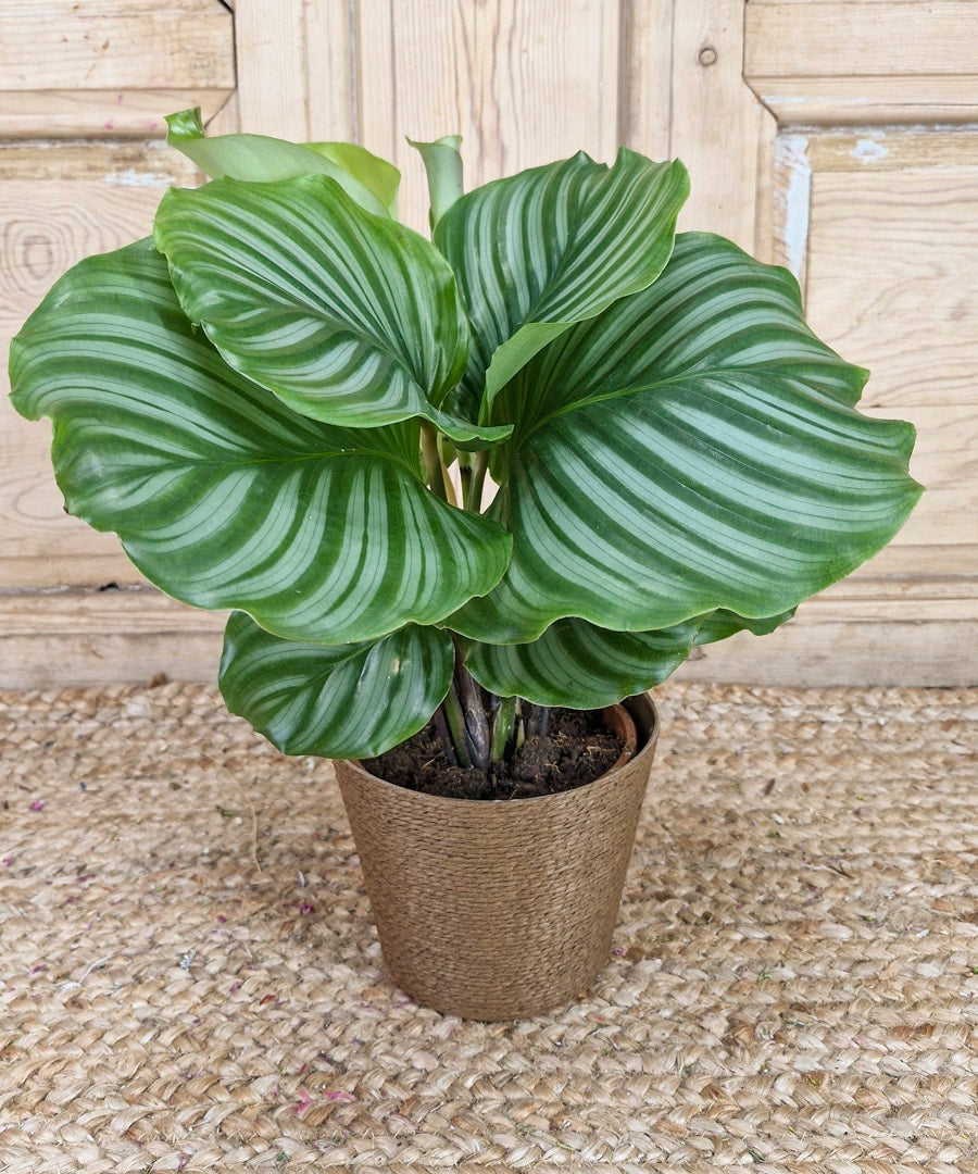 Calathea, plantas de interior.