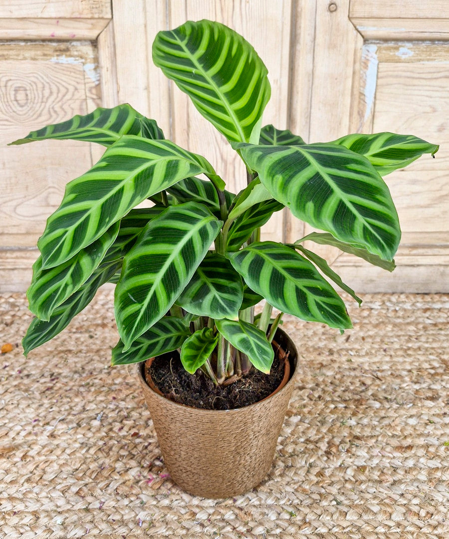 Calathea, plantas de interior.
