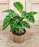 Calathea, plantas de interior.