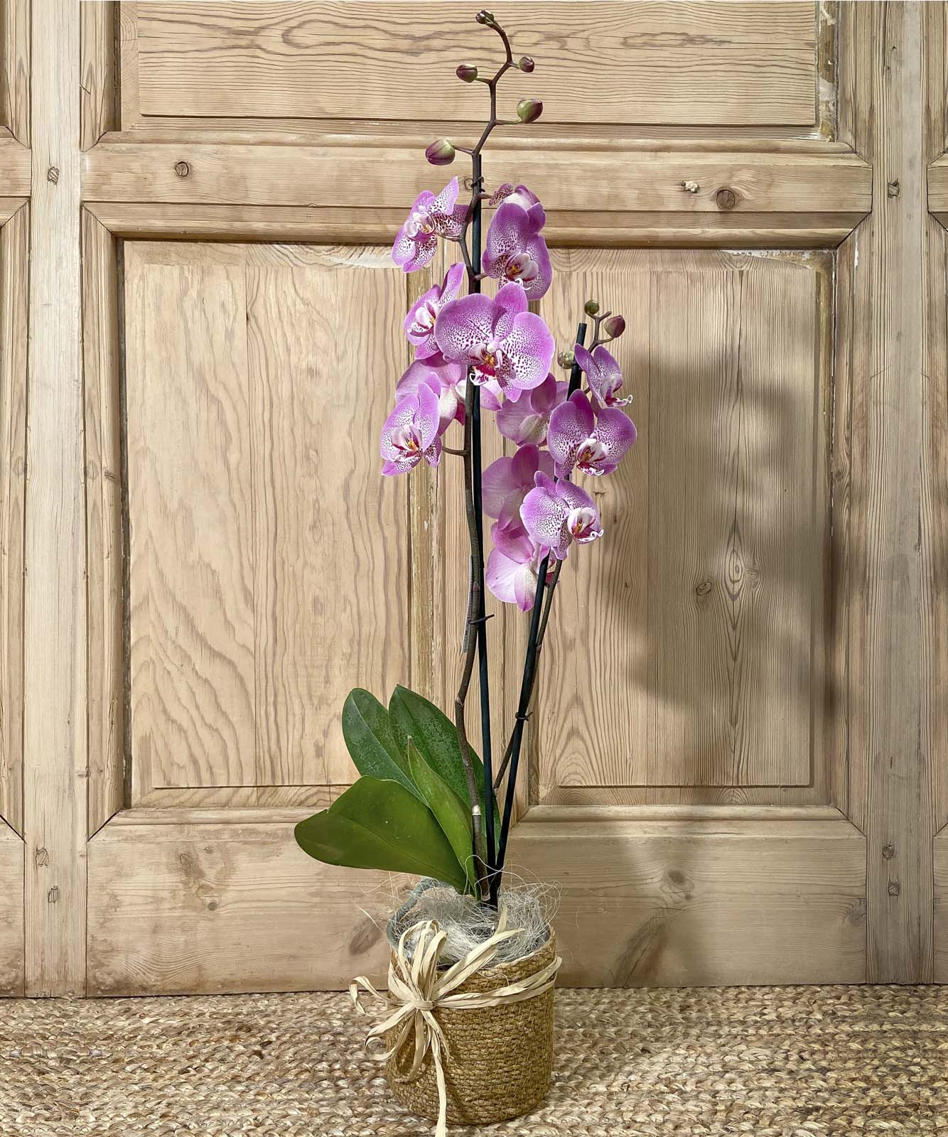 Saint-Brèvin, Orquídea