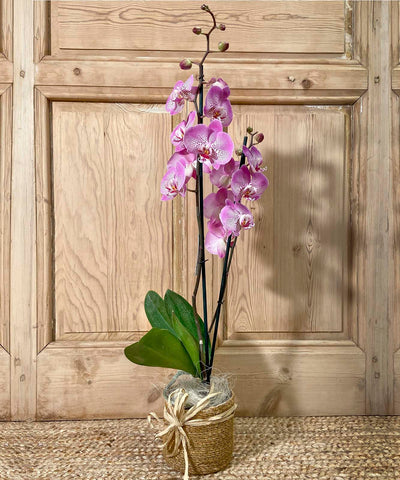 Saint-Brèvin, Orquídea