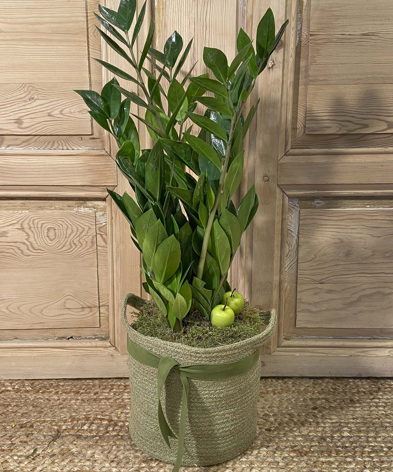 Zadar, plantas de interior
