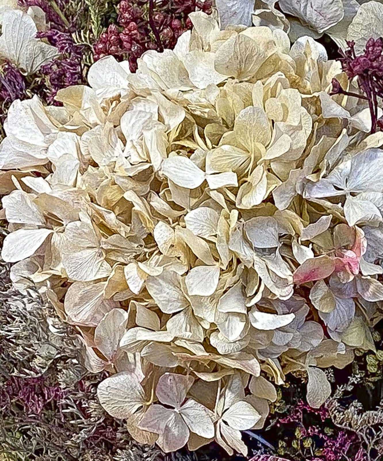 Riga, Ramo hortensias preservadas