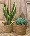 Tacoronte, 2 Plantas Crasas