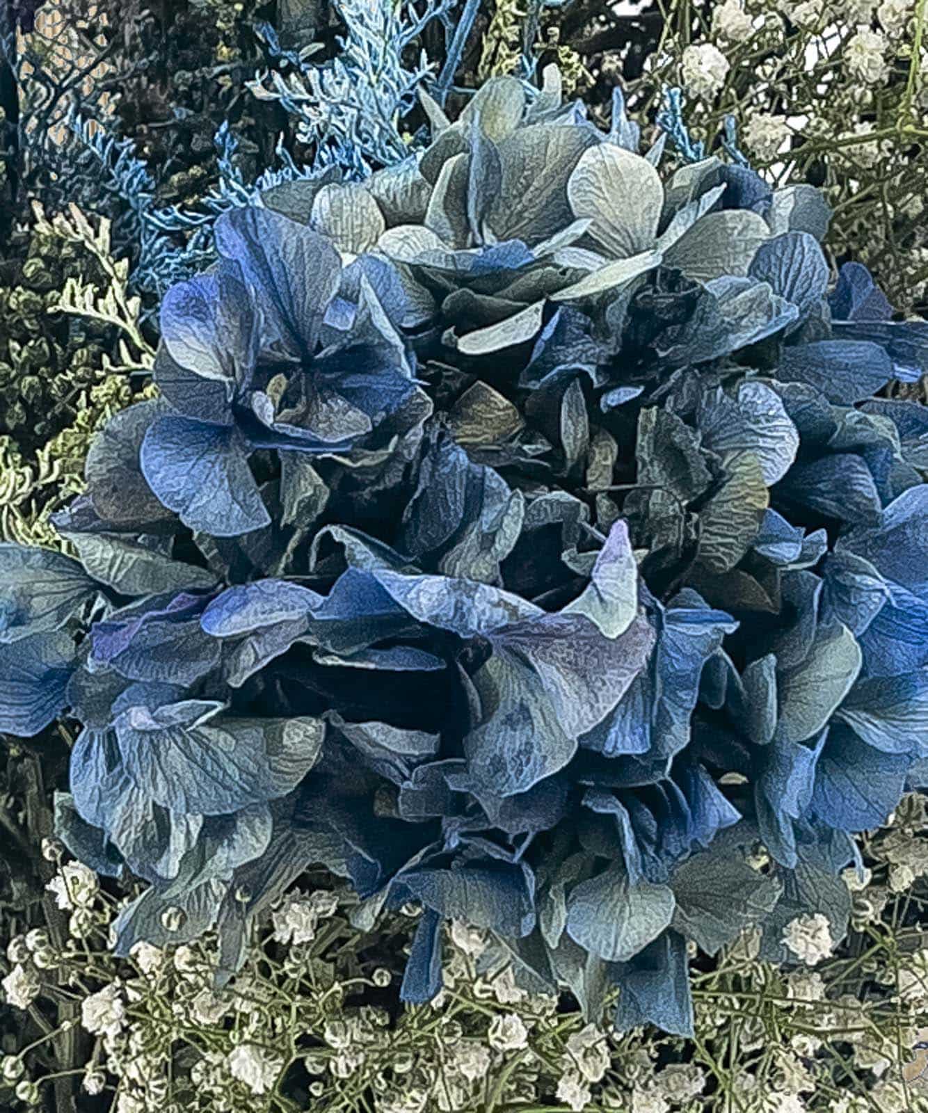 Riga, Ramo hortensias preservadas