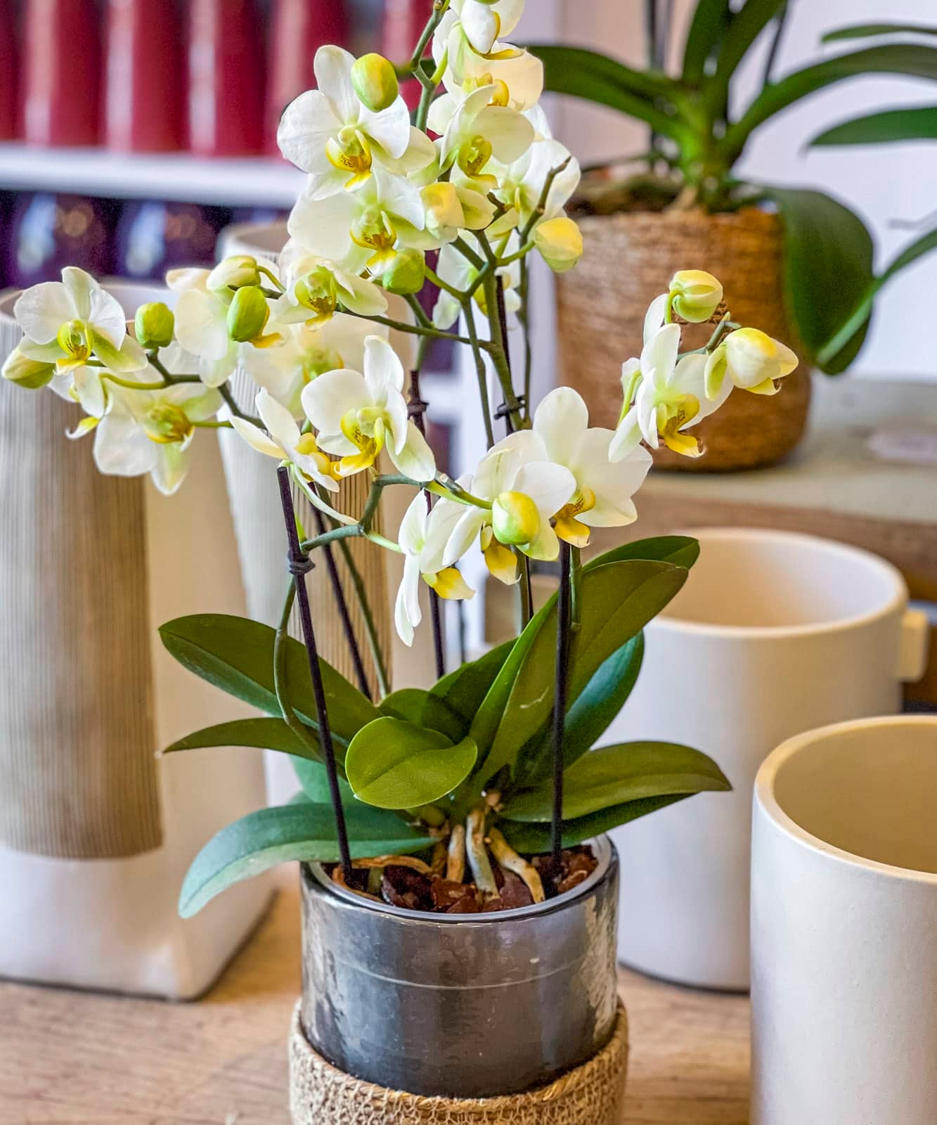 Dublín, Orquídea multifloral